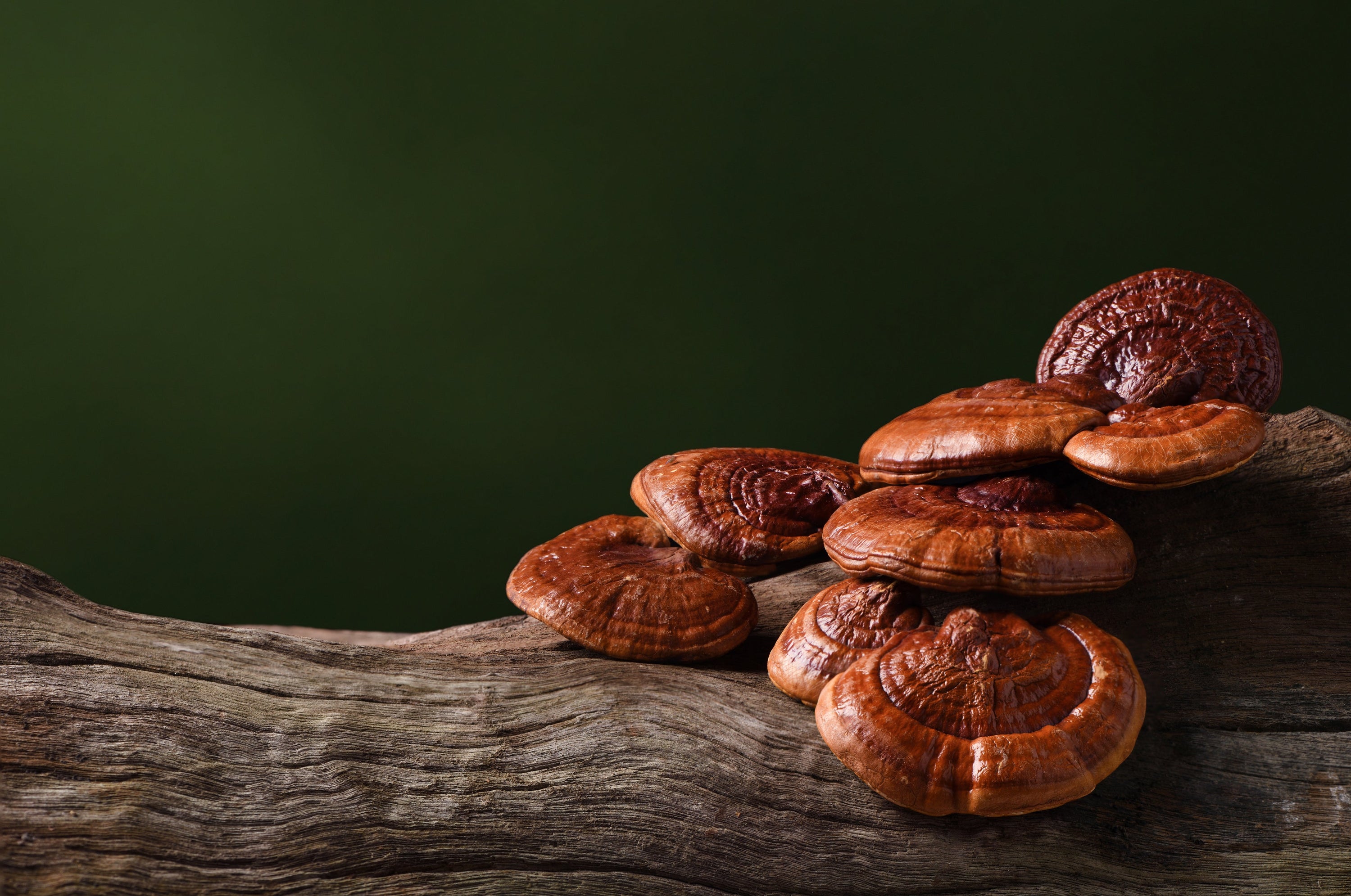 Everything You Need to Know About Reishi Mushroom