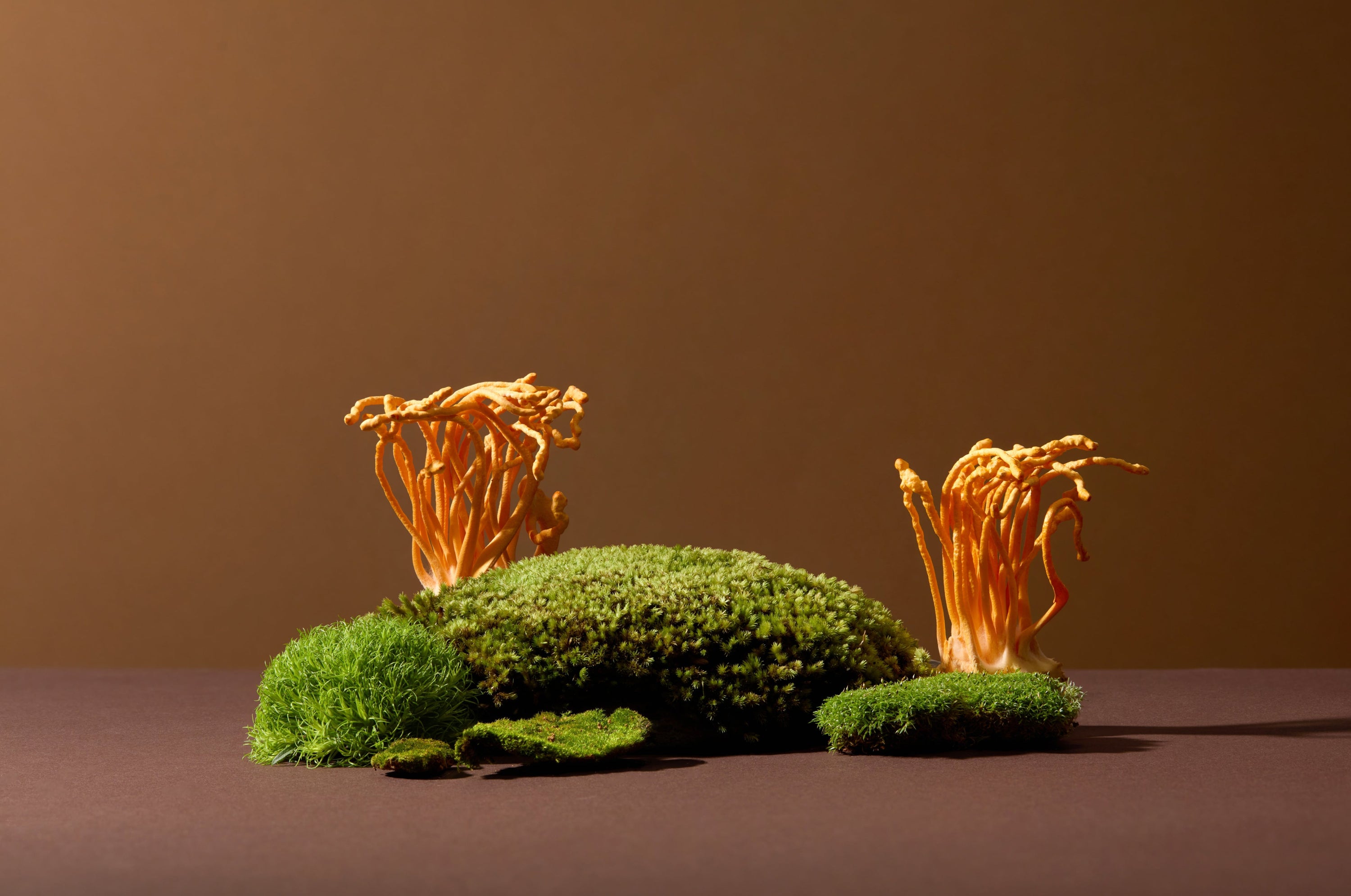 Everything You Need to Know About Cordyceps Mushroom