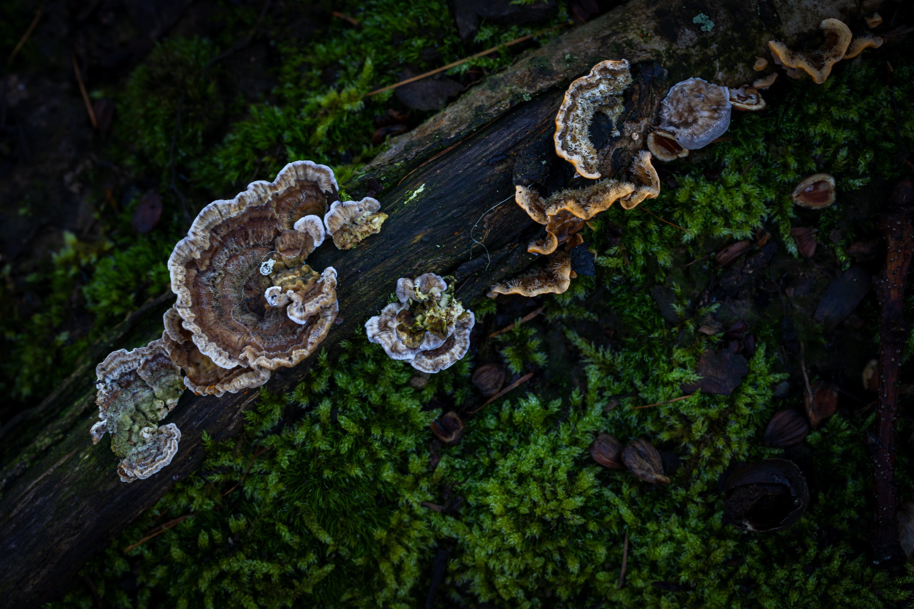 Everything You Need to Know About Turkey Tail Mushroom