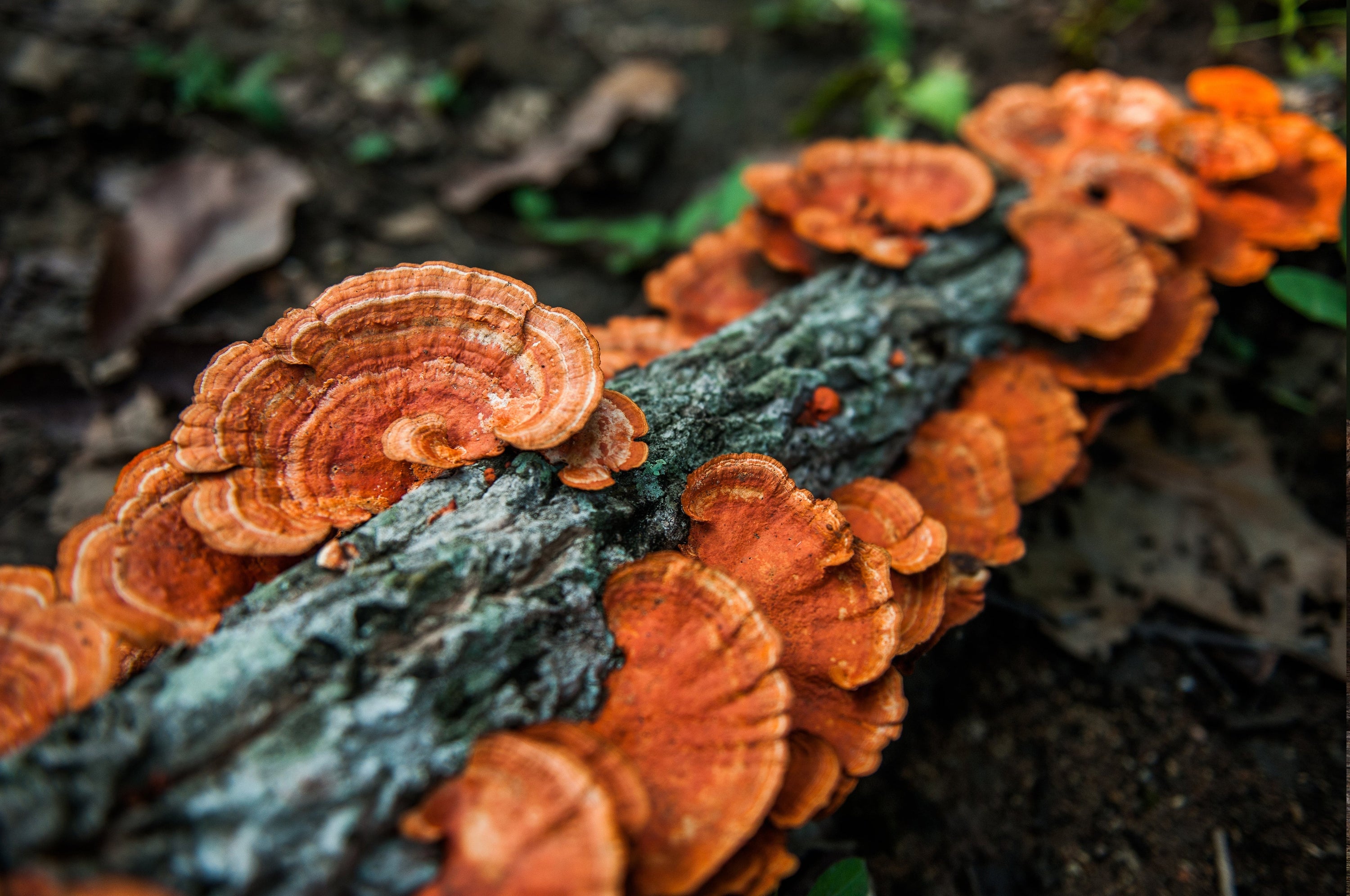 Everything You Need to Know About Chaga Mushroom